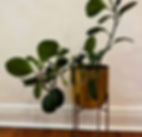 Fiddle Leaf Rome