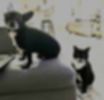 Gizmo and Hector Coyle